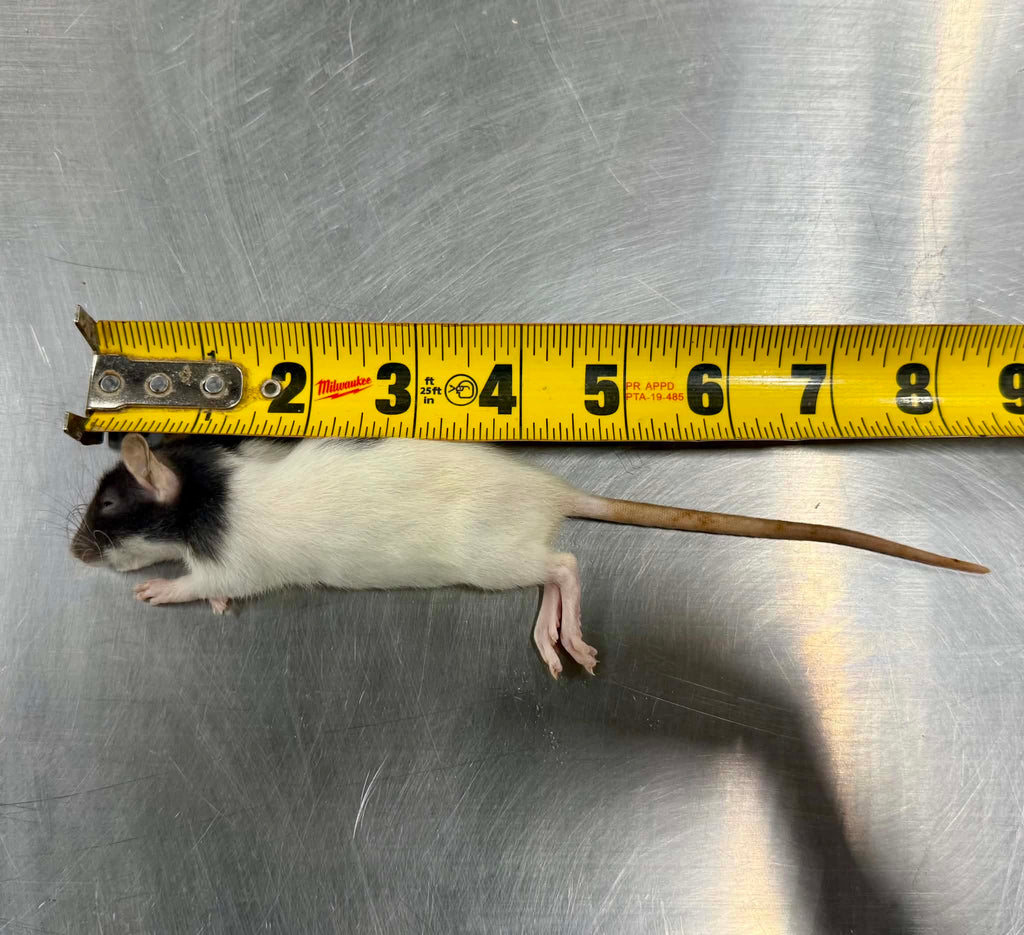FROZEN RATS