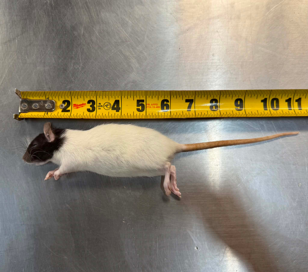 FROZEN RATS