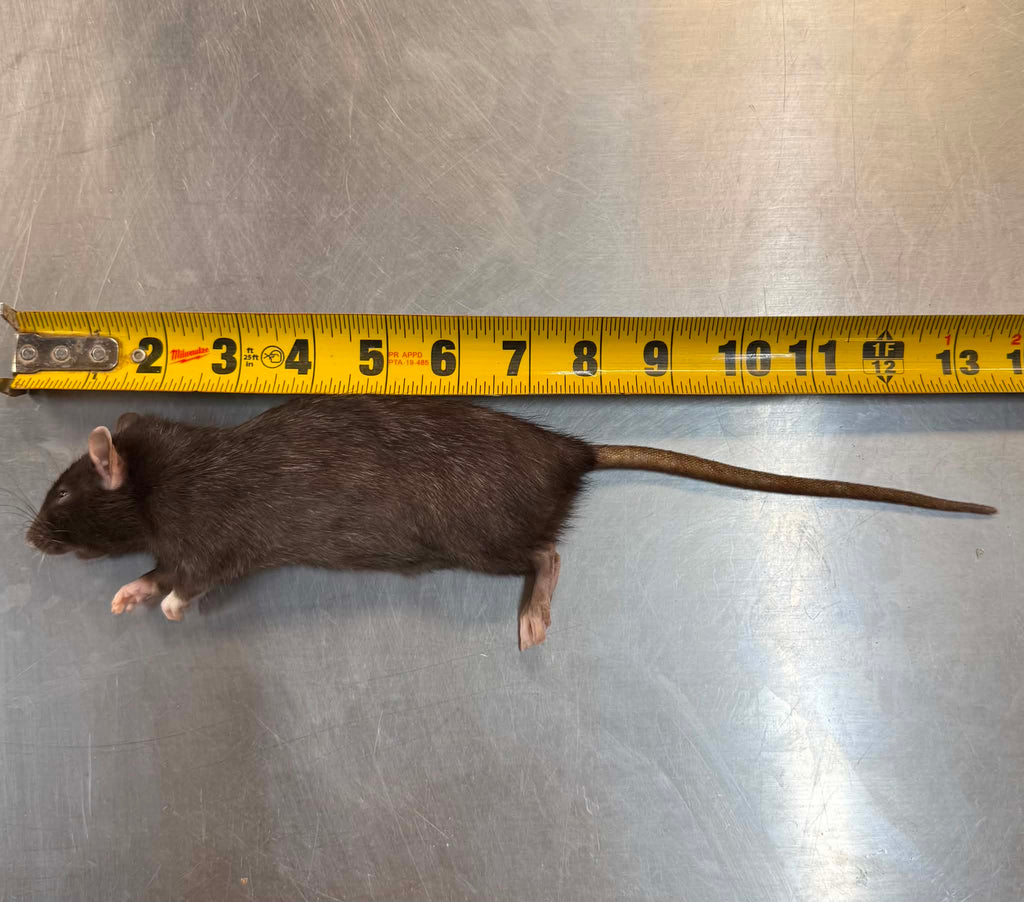 FROZEN RATS