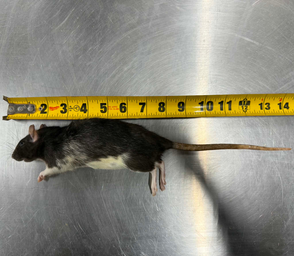 FROZEN RATS