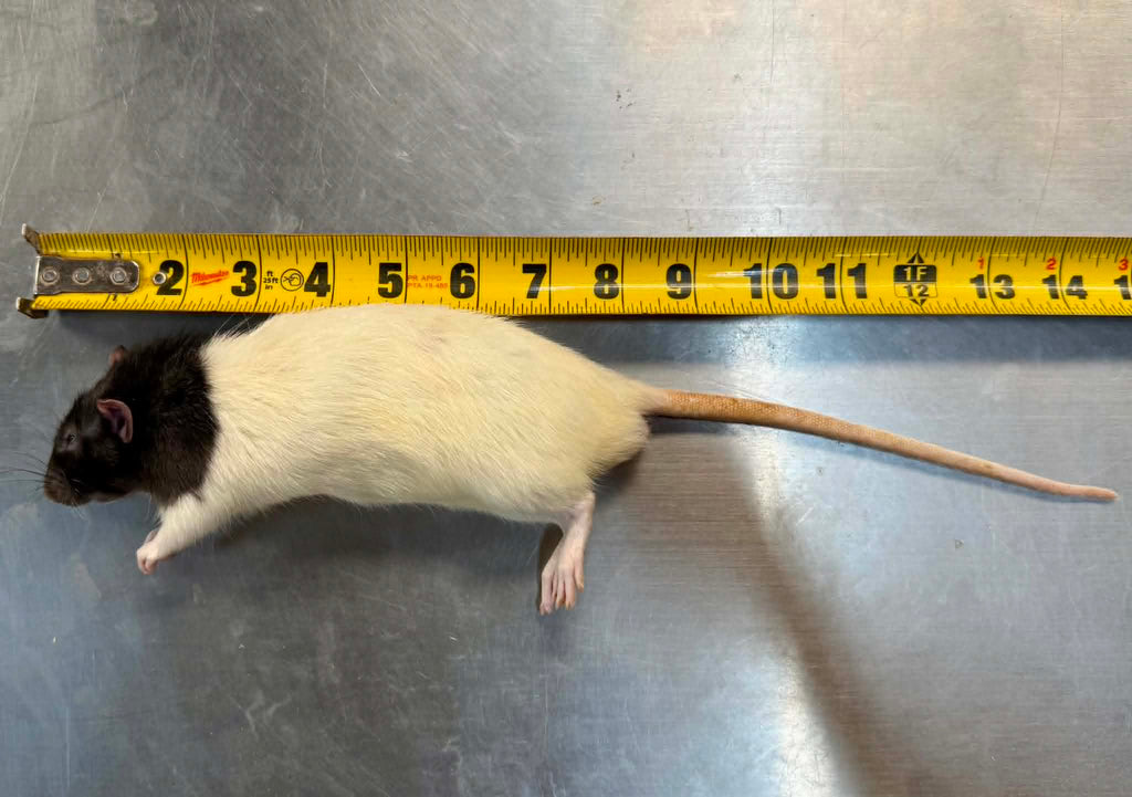 FROZEN RATS