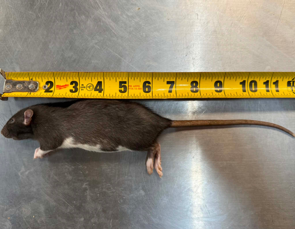 FROZEN RATS